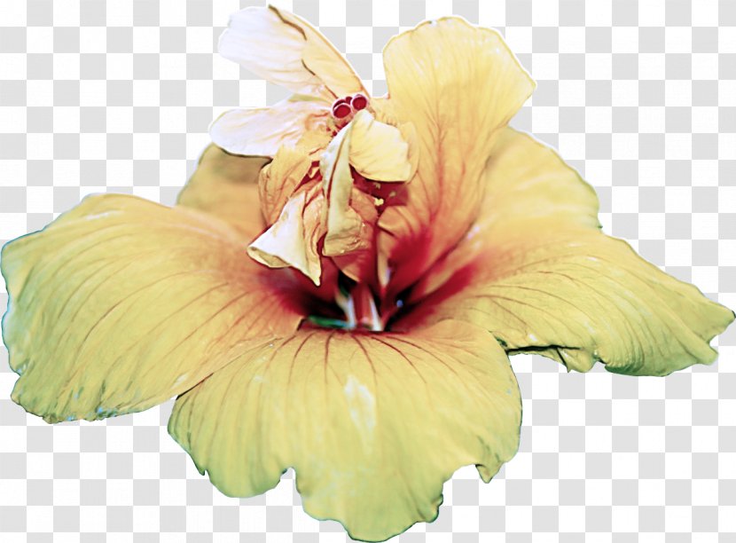 Flower Petal Hawaiian Hibiscus Plant - Gladiolus - Mallow Family Transparent PNG