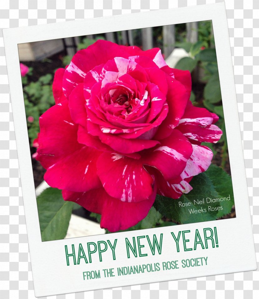 Flower New Year's Day Garden Roses Holiday - Plant - Happy Year Transparent PNG