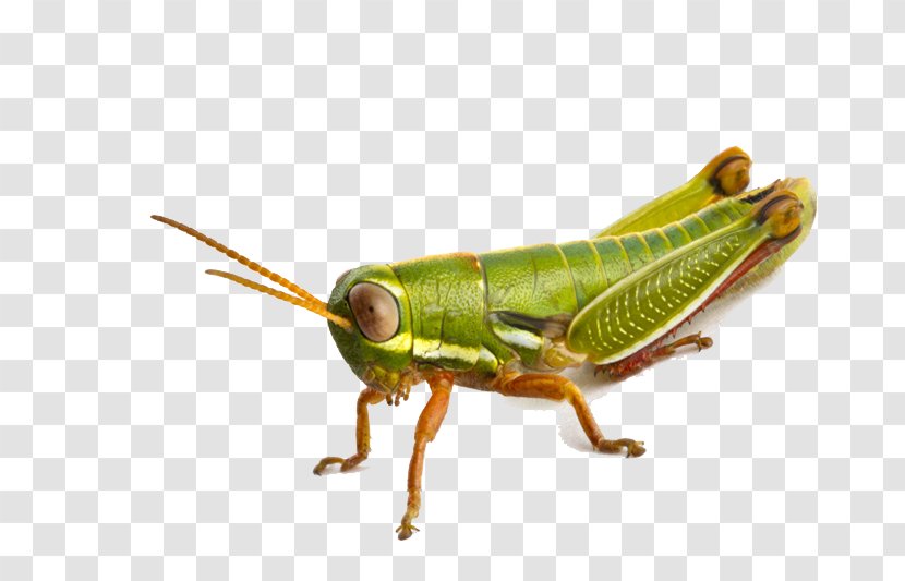 Grasshopper Icon - Arthropod Transparent PNG