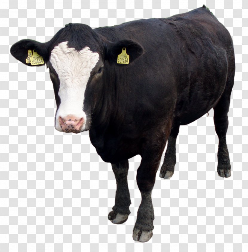 Cattle - Snout - Black Cow Image, Download Picture Transparent PNG
