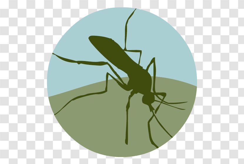 Placer Mosquito And Vector Control District Transparent PNG