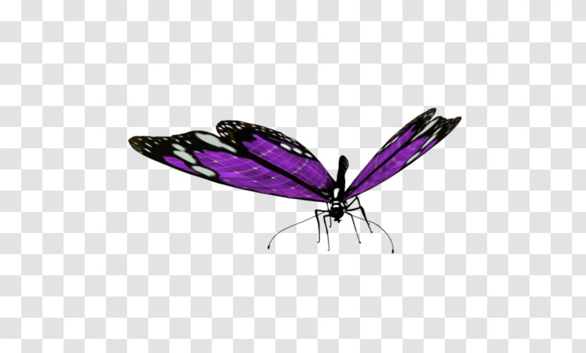 Butterfly Clip Art - Invertebrate Transparent PNG