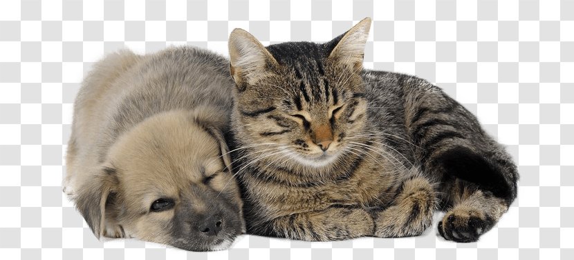 Dog Cat Bed Pet Kitten - Ferret - Puppy And Transparent PNG