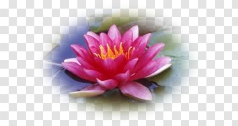 Nelumbo Nucifera Water Lilies Aquatic Plants Nymphaea Lotus - Petal Transparent PNG