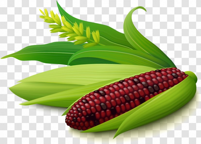 Corn On The Cob Pamonha Maize Purple - Oil - Green Food Vector Transparent PNG