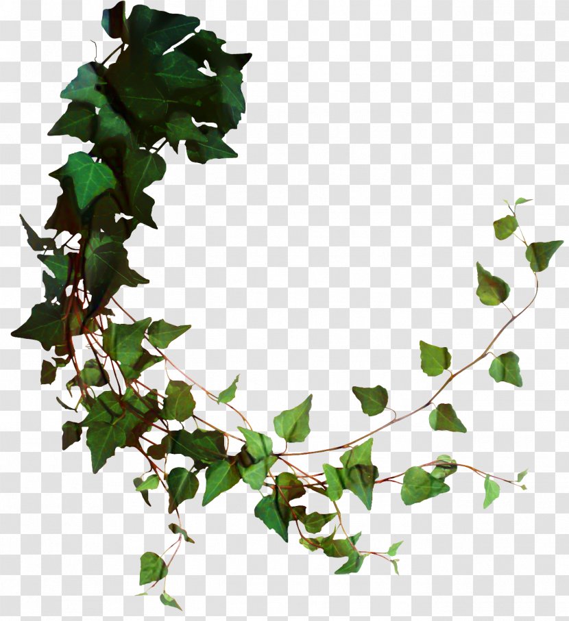 Family Tree Background - University Of North Carolina At Greensboro - Plane Vine Transparent PNG