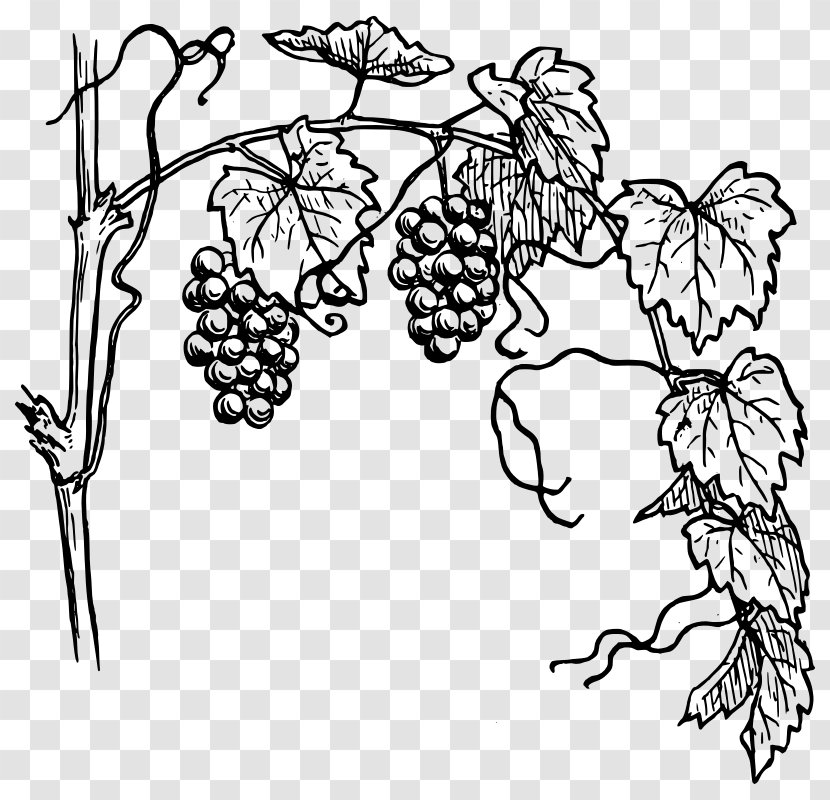 Common Grape Vine Wine Clip Art - Branch Transparent PNG