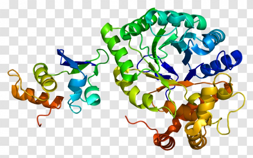 Voltage-gated Potassium Channel KCNAB2 Protein Structure - Flower - Tree Transparent PNG