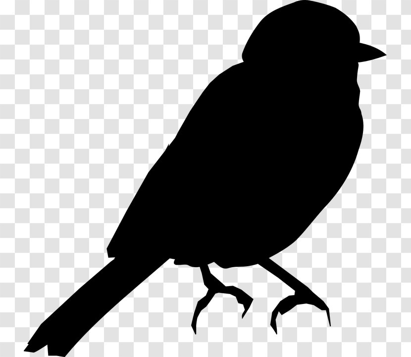 Bird Silhouette Clip Art Illustration Swallow - Crow Transparent PNG