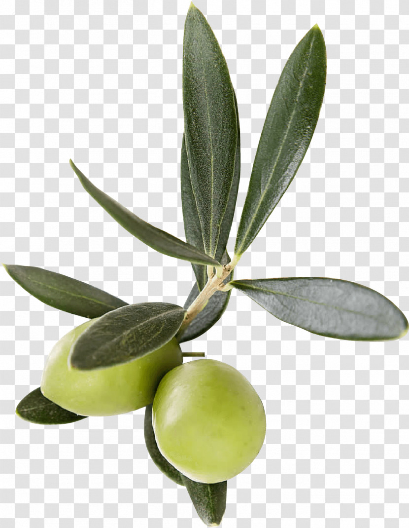 Olive Leaf Plant Flower Olive Family Transparent PNG