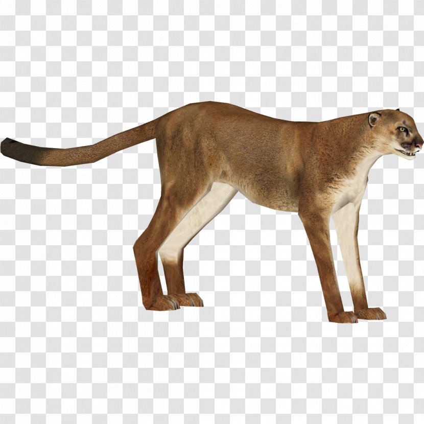 Zoo Tycoon 2 Felidae Cougar Cheetah Lion - Cat Like Mammal Transparent PNG