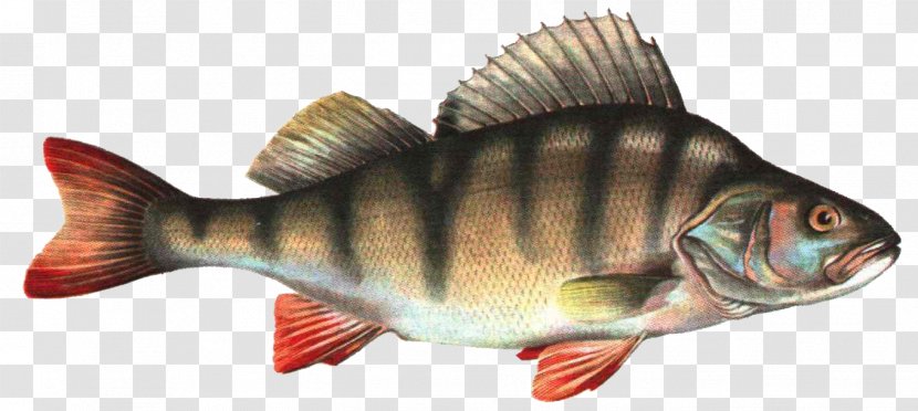 Seafood Common Carp Carassius Fish As Food - Angling Transparent PNG