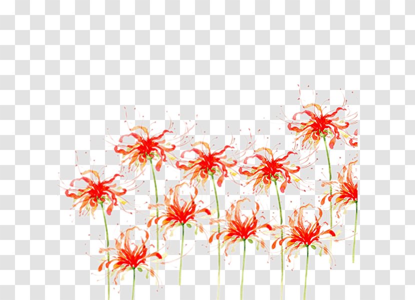 Flower Download Red Spider Lily - Floral Design - Bana Open Transparent PNG