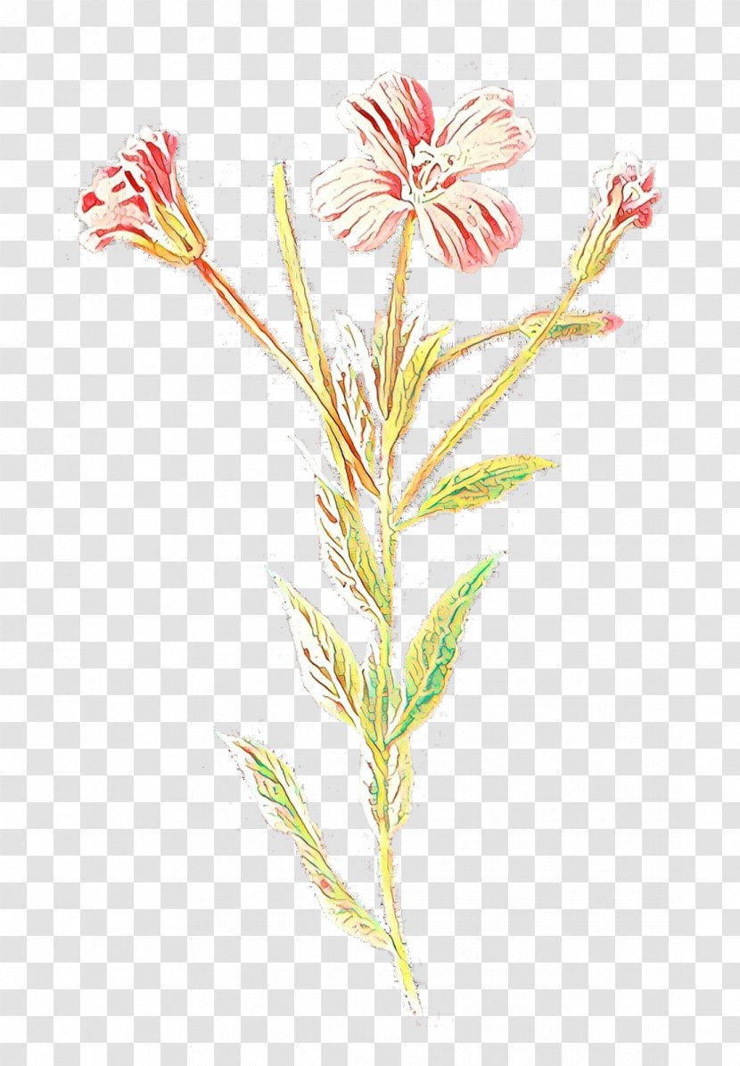 Clip Art Drawing Botanical Illustration Plants - Public Domain Transparent PNG
