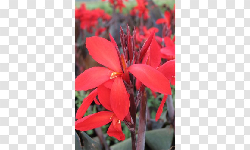 Canna Indian Shot Begonia Annual Plant Herbaceous - Flora Transparent PNG