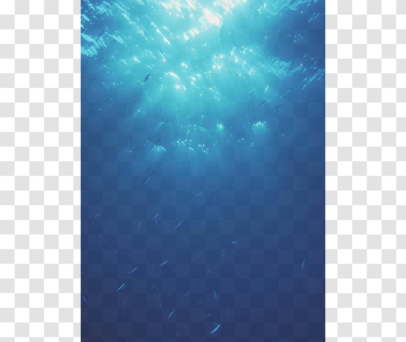 Underwater Marine Biology Ocean Mammal - Sea Transparent PNG