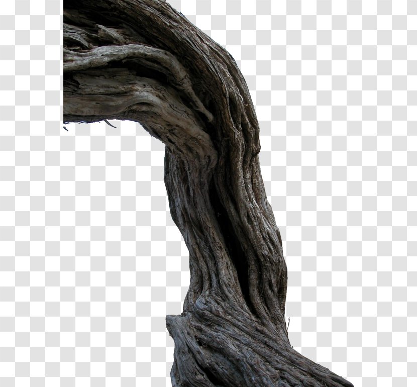 Trunk Tree Root Transparent PNG