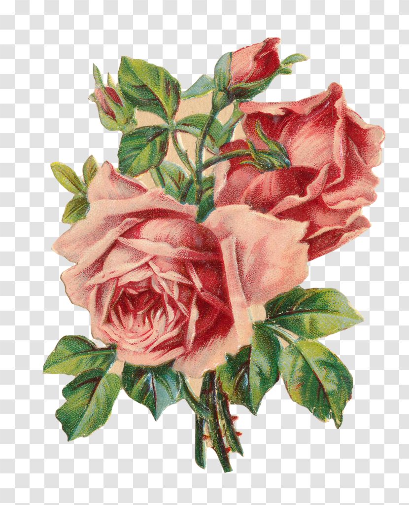Garden Roses Floral Design Picture Frames - Cut Flowers - Rose Transparent PNG
