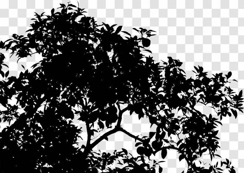 Silhouette Leaf Sky - Plant Stem Transparent PNG