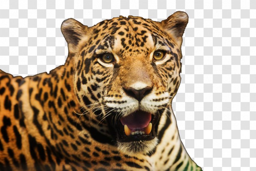 Jaguar Cars Leopard Stock Photography Royalty-free - Tiger Transparent PNG