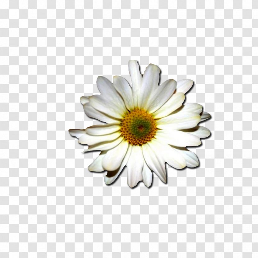 Common Daisy Margarita Flower - Oxeye - Pant Transparent PNG