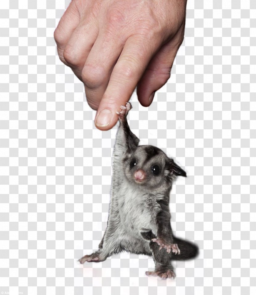 Cat Sugar Glider Dog Pet - Animal Transparent PNG