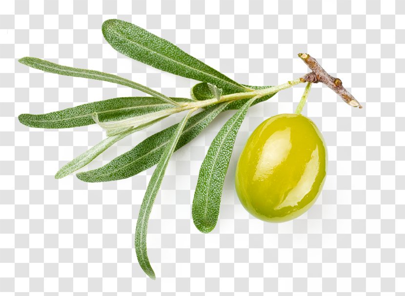 Olive Oil Wheat Germ Seed - Plant Transparent PNG