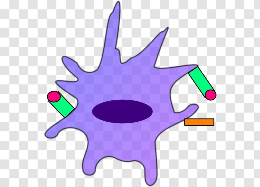Dendritic Cell Dendrite Drawing Immune System Clip Art Transparent PNG