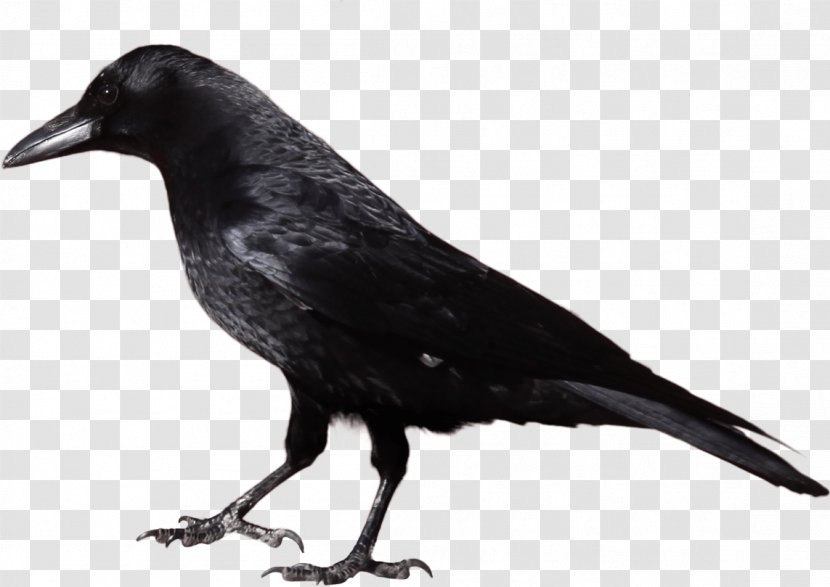 Crows Clip Art - Black And White - Crow Image Transparent PNG