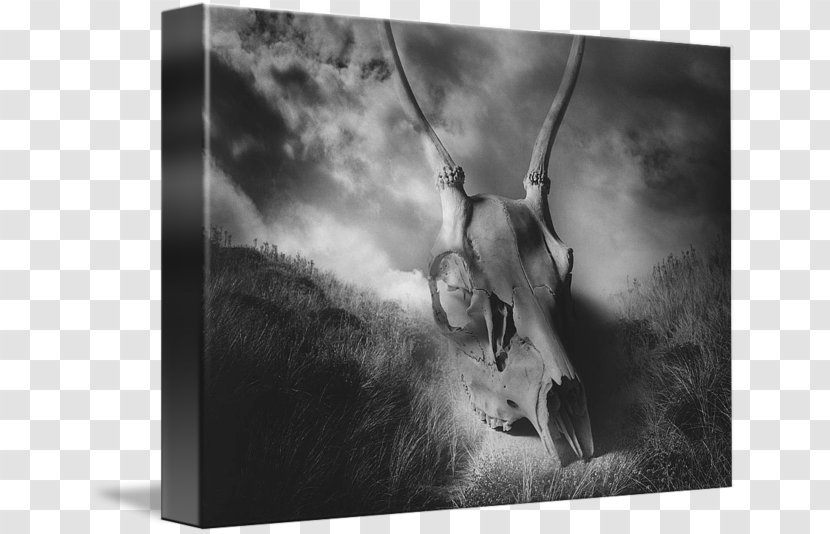 Still Life Photography Wildlife Fauna - Monochrome - Deer Skull Transparent PNG