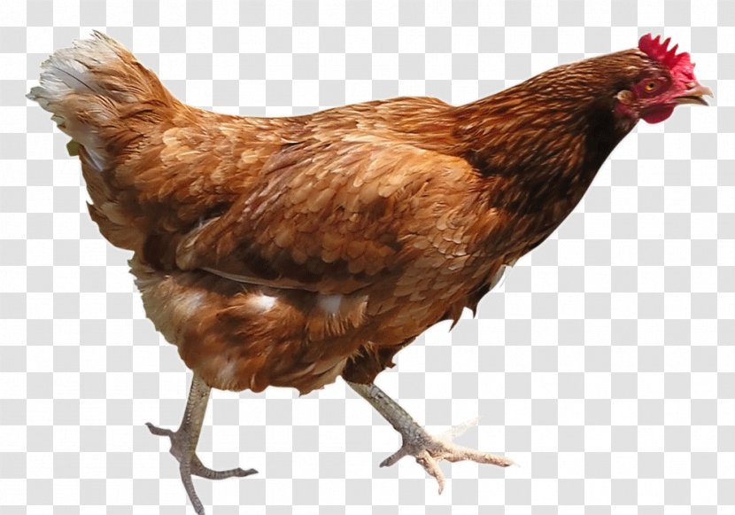 Chicken Curry Broiler Poultry Urban - Galliformes Transparent PNG