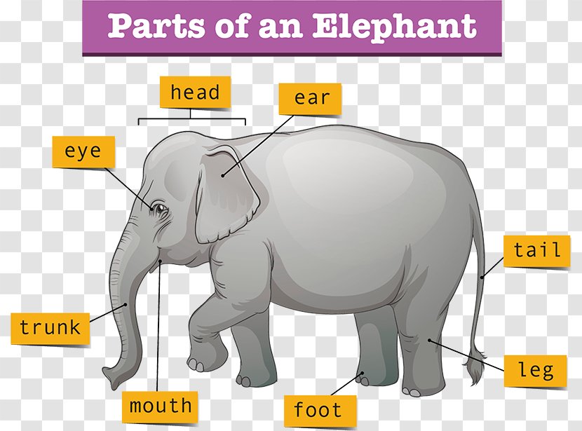 Elephant Background - Animal Figure - African Adaptation Transparent PNG