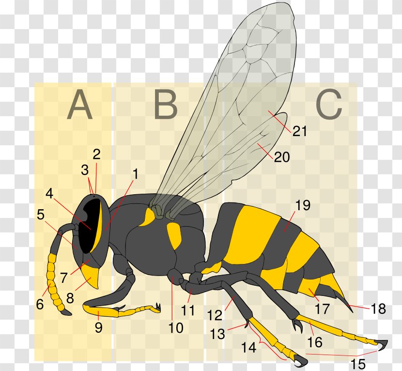 Hornet Bee Insect Wasp Yellowjacket - Characteristics Of Common Wasps And Bees Transparent PNG