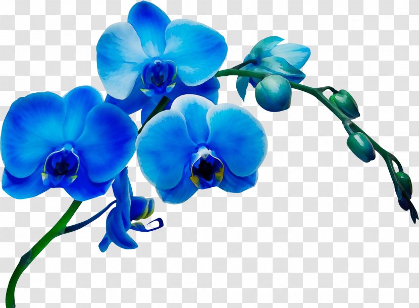 Blue Flower Moth Orchid Plant Petal - Branch Transparent PNG