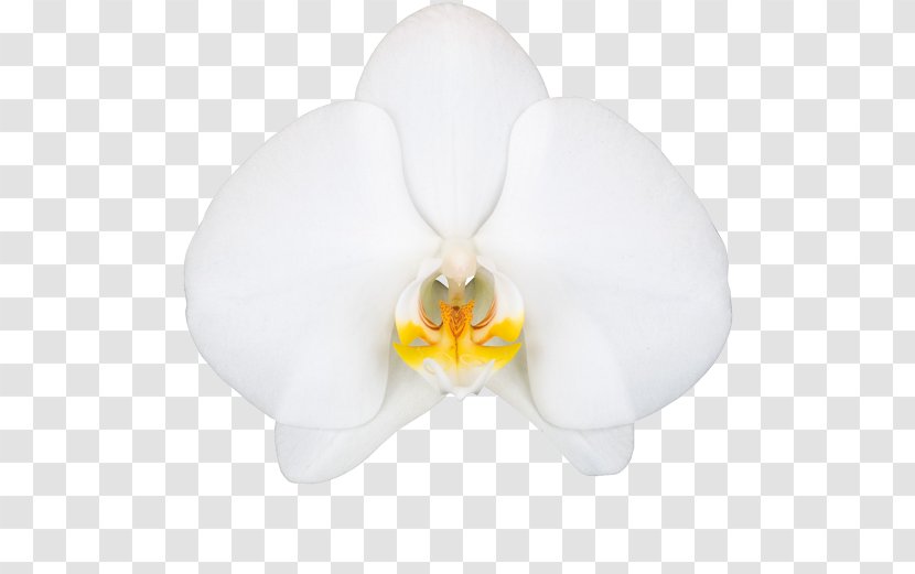 Moth Orchids Petal - Orchid Decoration Transparent PNG