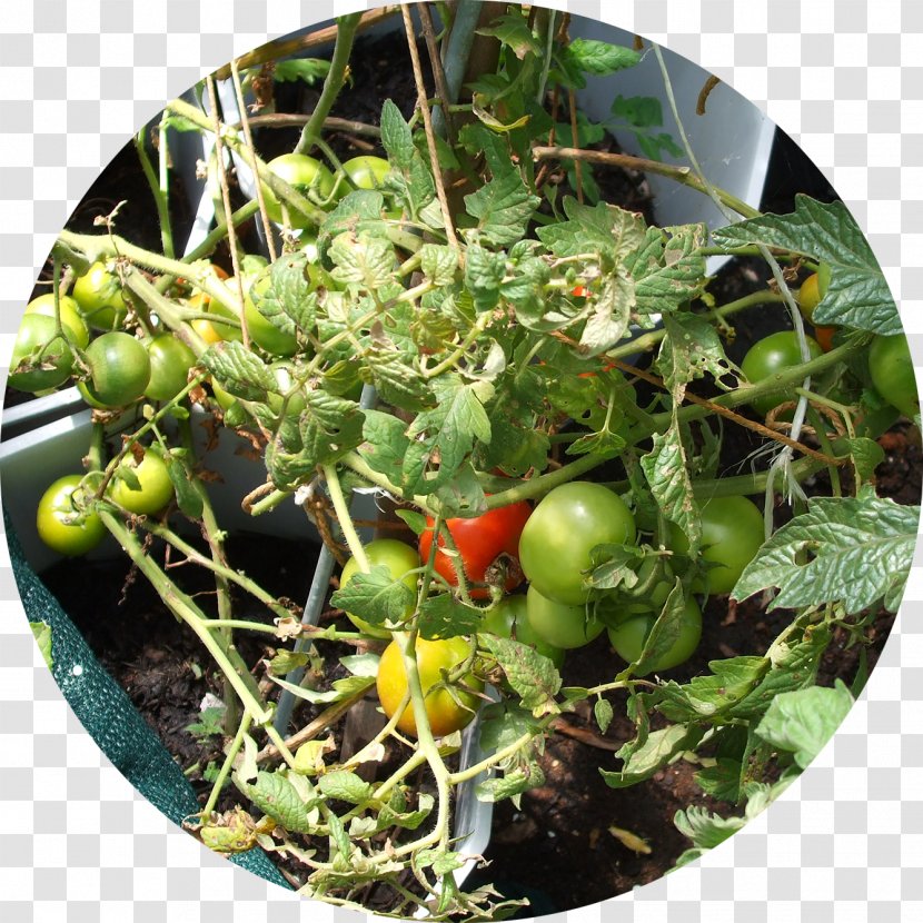Bush Tomato Green Waste Compost Food - Natural Foods - Organic Trash Transparent PNG