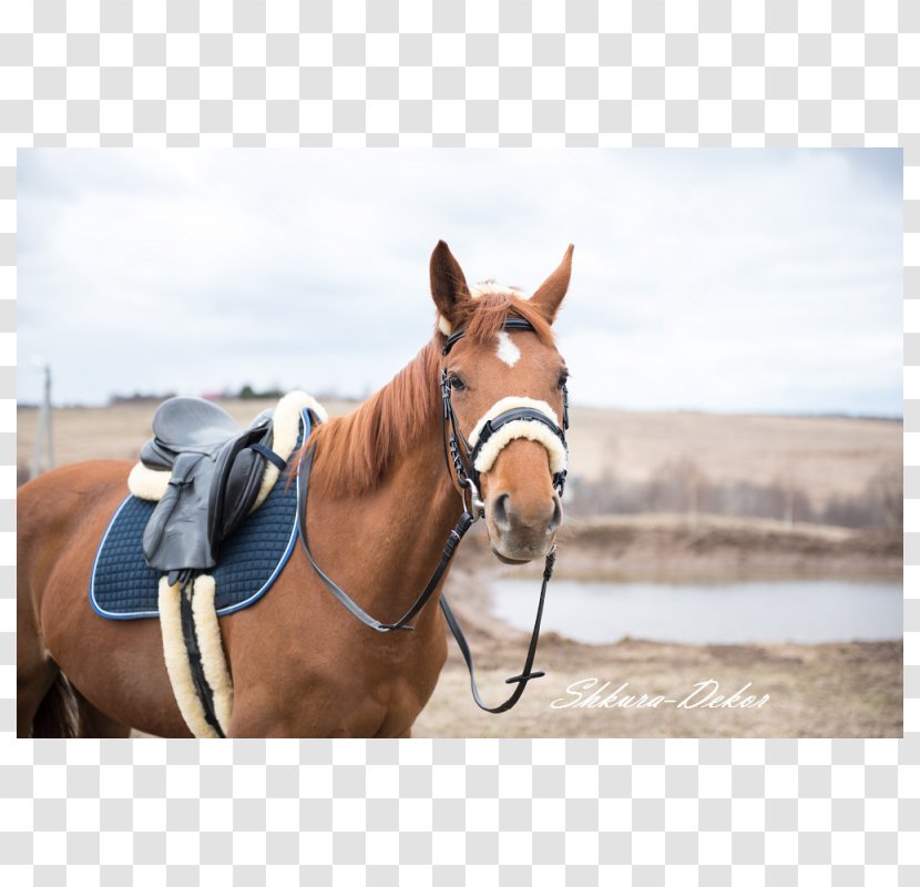 Halter Saddle Sheepskin Horse Harnesses Bridle - Bit - Supplies Transparent PNG