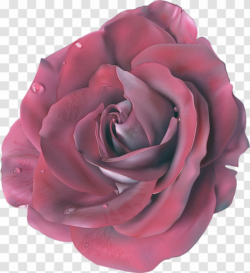 Garden Roses - Rose Family - Plant Floribunda Transparent PNG