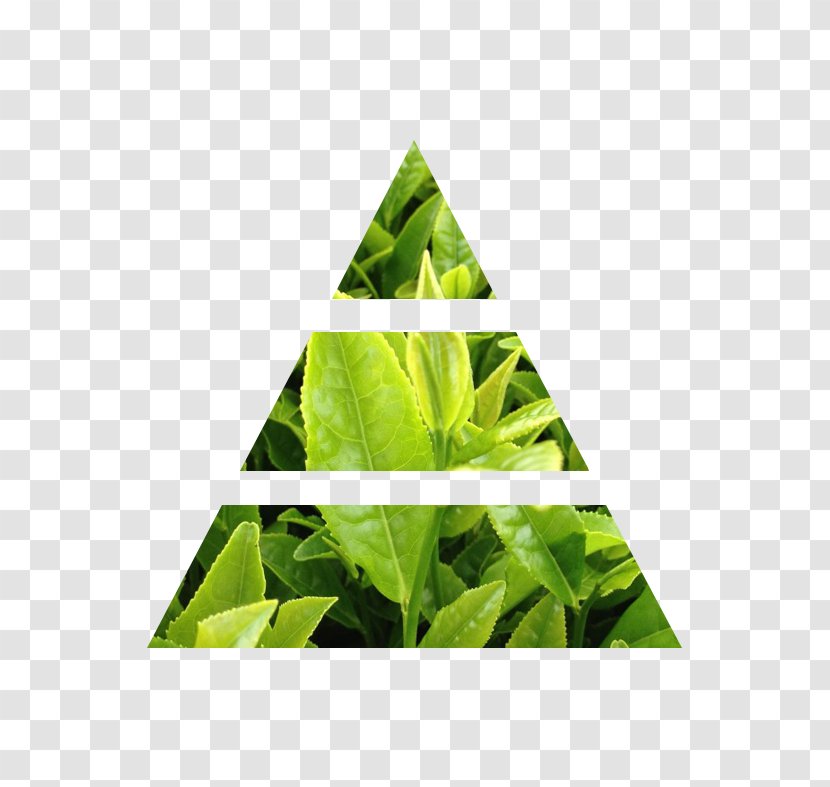 Green Tea Note Nissan Leaf Vanilla Lily Of The Valley Transparent PNG