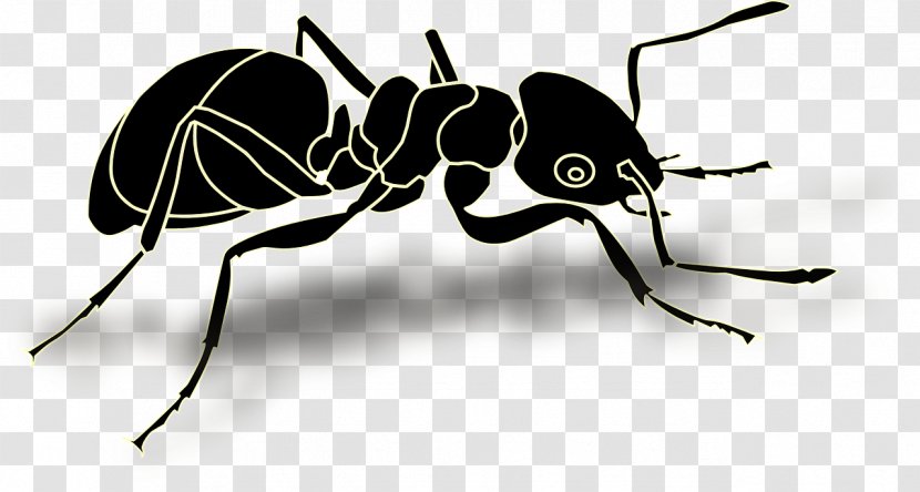 Ant Insect Clip Art - Organism - Ants Transparent PNG