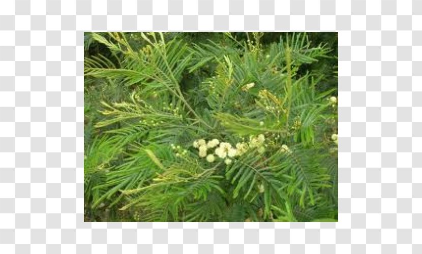 English Yew Acacia Mearnsii Wattles Decurrens Evergreen - Tree Transparent PNG