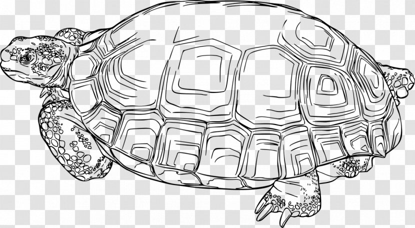 Tortoise Sea Turtle Reptile Box Turtles Transparent PNG