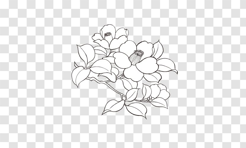Drawing Color Flower - Plant - Doodles Transparent PNG
