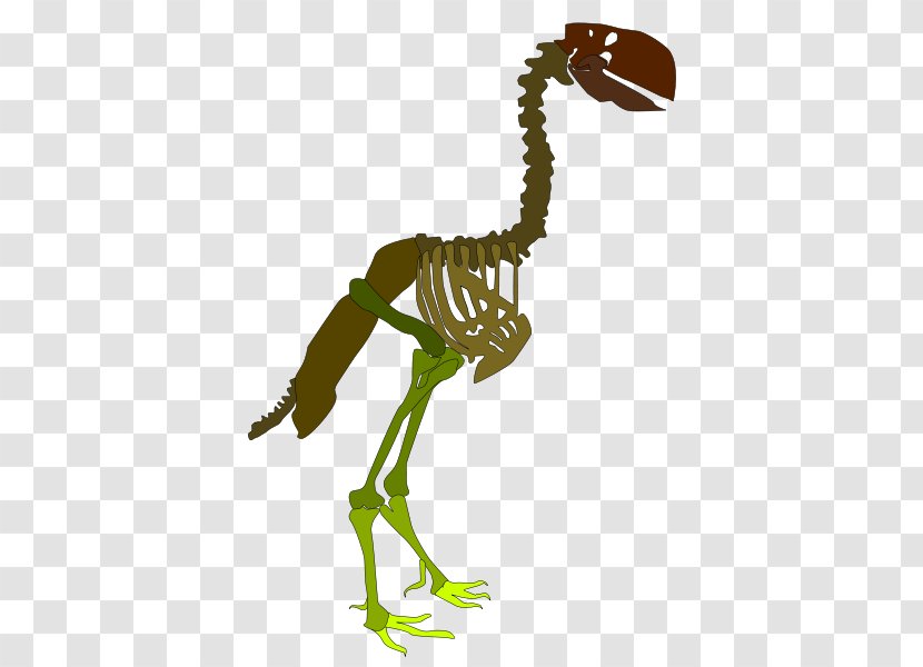 Skeleton Velociraptor La Tostadora T-shirt Rib - Gastornis Parisiensis Transparent PNG