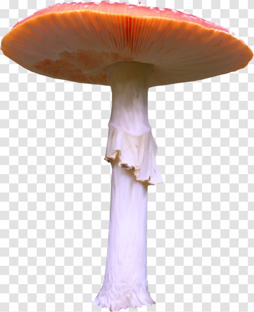 Common Mushroom Straw Clip Art Transparent PNG