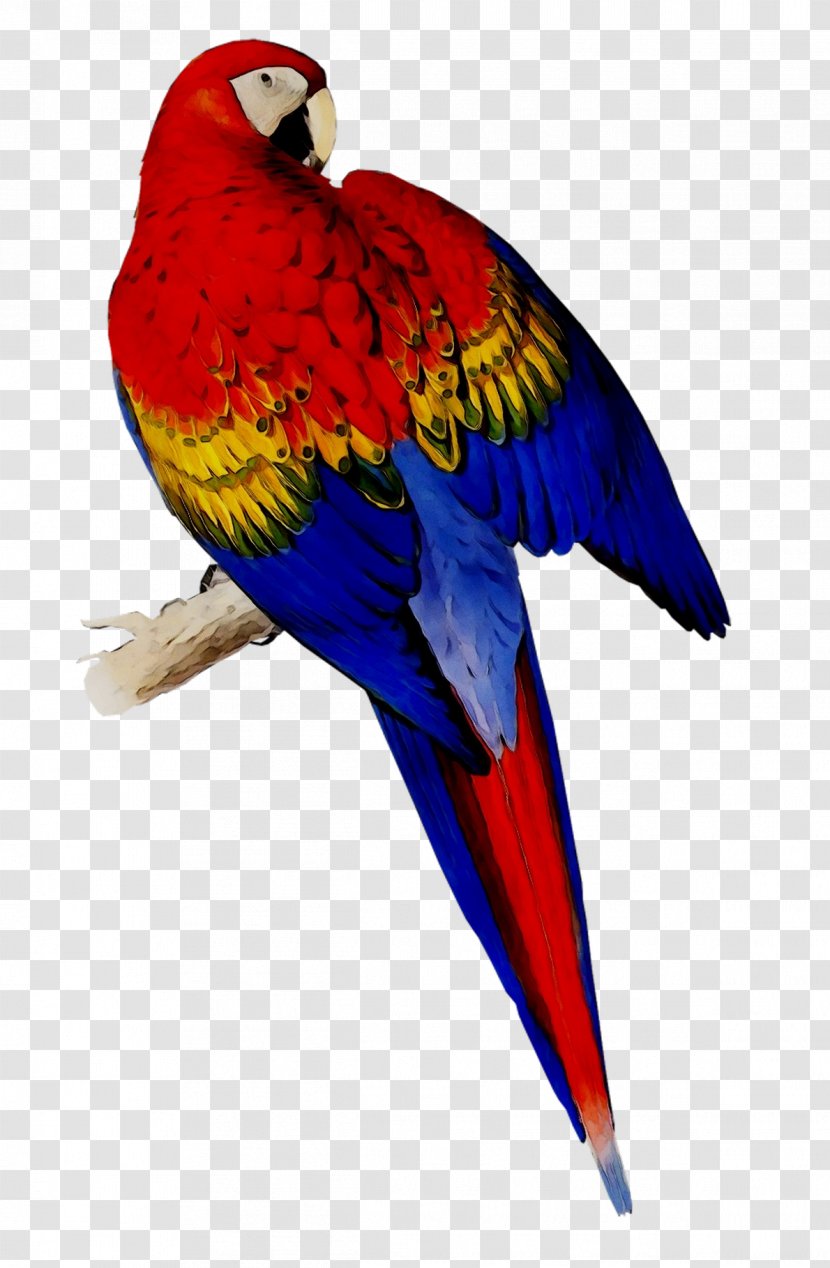 Scarlet Macaw Bird Blue-and-yellow Parakeet - Blueandyellow - Stock Photography Transparent PNG