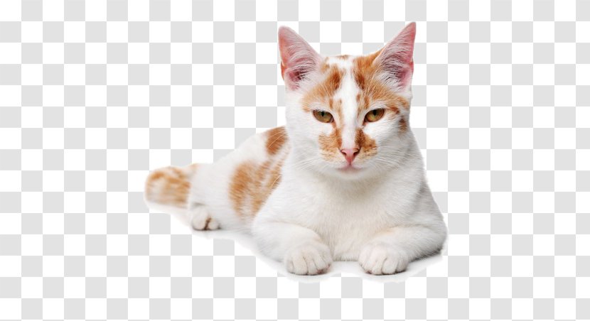 Persian Cat Himalayan Food Kitten Tabby - Scratching Post - Quiet Transparent PNG