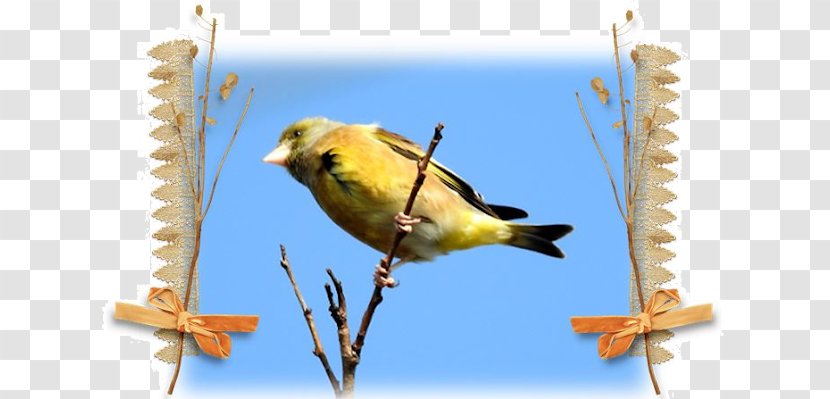 Beak Finches Fauna Feather - Finch Transparent PNG