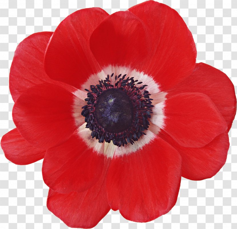 Common Poppy Japanese Anemone Flower Sticker Transparent PNG