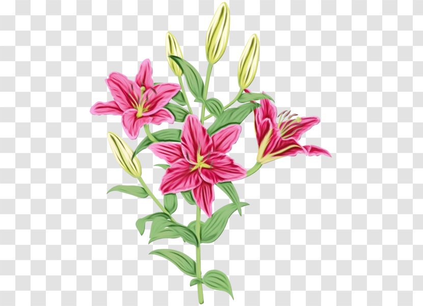 Flower Flowering Plant Lily Stargazer - Family Cut Flowers Transparent PNG